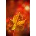 Photos by Matt Dames MD3C36X24 Artwork #3 Single Leaf on Canvas, 36" Length x 24" Width