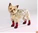 RED - X-SMALL - High-Top Neoprene Winter Dog Boots
