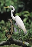 National Geographic by New Creative - Egret  Garden Impressions Flag