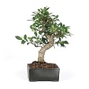 Brussel's Golden Gate Ficus Indoor Bonsai Tree