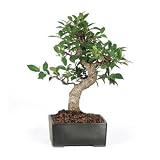 Brussel's Golden Gate Ficus Indoor Bonsai Tree