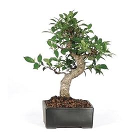 Brussel's Golden Gate Ficus Indoor Bonsai Tree