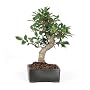 Brussel's Golden Gate Ficus Indoor Bonsai Tree