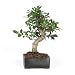 Brussel's Golden Gate Ficus Indoor Bonsai Tree