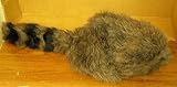  : Coon Skin Cap Adult Size