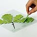 b.b.begonia Leaf_ Oak Sticky Notes, Green, Large (C209GL004)