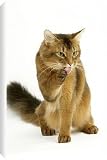 Canvas Prints of LA-8078 Cat - Somali in studio groomimg from Ardea Wildlife Pets