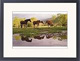IMAGE OF Framed Prints of Horses reflected from Danita Delimont