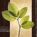 Lucent Leafs Art Poster Print by Vivien White, 28x28