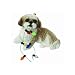 Shih Tzu Gold/White Playing With Christmas Lights Christmas Holiday Ornament Sandicast