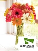 Floral Rails to Trails Gerbera Daisies