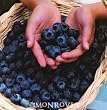 Blueberry "Chandler" Two Gallon Plant by Monrovia Growers