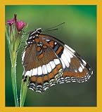 White Admiral Butterfly Bookmark