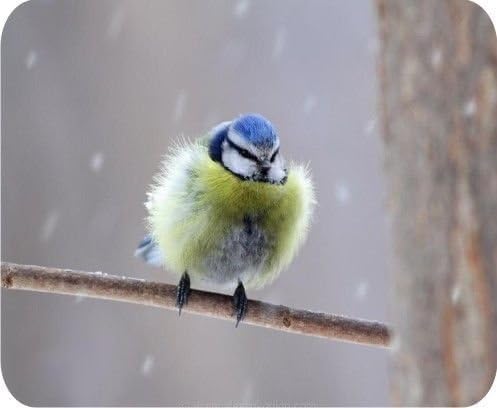 New Freezing Blue Tit Mousepad Mouse Pad Mat