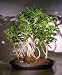 Bonsai Boy's Hawaiian Umbrella Bonsai Tree - Golf Group Scene with Banyan Roots Arboricola Schefflera