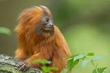 Very Cute Red Monkey - 24