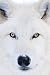 Arctic Wolf (White Face) Art Poster Print - 24 X 36