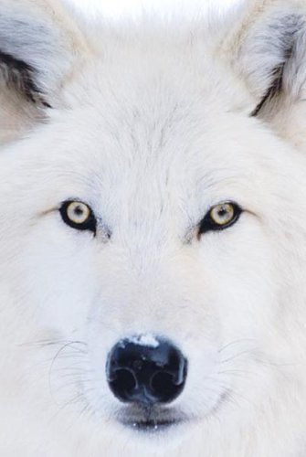 Cover image : Arctic Wolf (White Face) Art Poster Print - 24