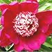 Peony 
