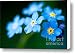 Forget Me Not Canvas Print / Canvas Art - Artist Venura Herath