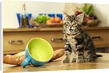 Canvas Prints of Cat - Kitten with spilt milk from Ardea Wildlife Pets