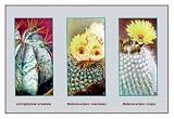 Astrophytum Ornatum - Paper Poster (18.75 x 28.5)