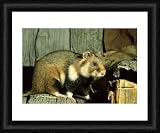 Wild Common Hamster - Feeds in a granary - Framed 10x8 Print (25x20cm) by Ardea