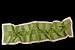 Rectangular Scarf 55" X 15" Colonial Buildings in Green