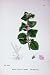 Botany Plants C1902 Corn Mint Mentha Arvensis Agrestis