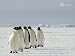 Pinguine - Kaiser-Pinguine Im Gänsemarsch, Antarktis Poster Kunstdruck (40 x 30c von Der Kaiser - alle Infos