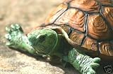 Large Floating Brown Turtle for pool or pond