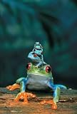 Red Eye Tree Frogs Poster (#123)