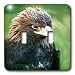 Birds - Golden Eagle - Light Switch Covers - double toggle switch