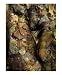 Homage to Rodin's Eternelle Idole - Variation Sea Bottom 3 Photography Giclee Poster Print by Ina Mar, 16x20