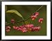 Euonymus Europaeus, Berries with Arils Framed Art Poster Print by Bob Gibbons, 39x31