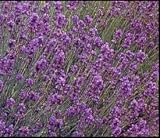 Bunches Florapost Ltd. Lavender Spica - Lavendula spicata - Qty - 200 seeds