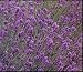 Lavender Spica