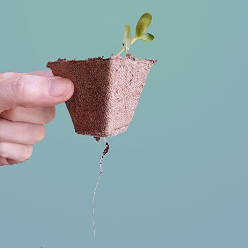 50 Biodegradable Jiffy Pots (Seed Starter Pots or Jiffy Strips) by GrowHobby - 5 Trays of 10 Pots