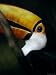 Colorful Toco Toucan's Blue Eye and Yellow, Orange and Red Beak Photographic Poster Print by Jason Edwards, 18x24