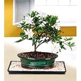LOUSBONSAINURSERY GARDENIA (WHITE FLOWERING INDOORS) BONSAI TREE