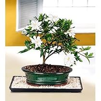 M&M BONSAI WHITE FLOWERING GARDENIA