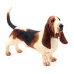 Country Artist Basset