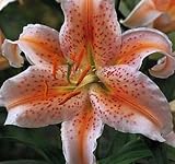 Amazon / Hirts: Bulb; Lily: Salmon Star Oriental Lily - 2 Bulbs - Rich Salmon