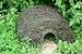 The Hogitat Hedgehog House