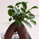 【Green Interior】ガジュマル　スクェア陶器ポット(ホワイト)