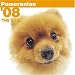   - THE DOG Artlist - Pomeranian 2008 Calendar