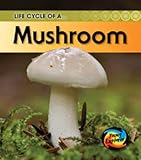 Life cycle of a-- mushroom