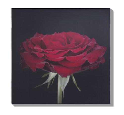 Graham und Brown 40-068 Wandbild Crimson Kiss