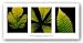Leaf Plates by Christopher Griffith 14x11 Art Print Poster