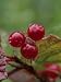 Highbush Cranberry or Viburnum Edule Photographic Poster Print by Rich Reid, 18x24